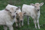 Young charolais calves…&nbsp;sweet!