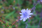 One of the last chickory blossoms. Love that cornflower&nbsp;blue…